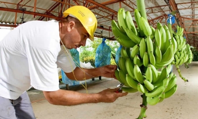 FINAGRO: lineamientos para el cumplimiento de protocolo de bioseguridad para los cultivos de banano y plátano