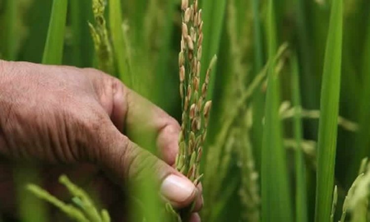 ICA establece fechas de registro de agricultores, para la venta de semilla y siembra de cultivos de maíz en el Valle del Cauca