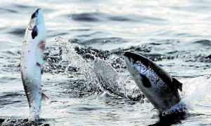 Establecidos los requisitos de regulación para la asistencia técnica en materia de pesca y acuicultura en la AUNAP