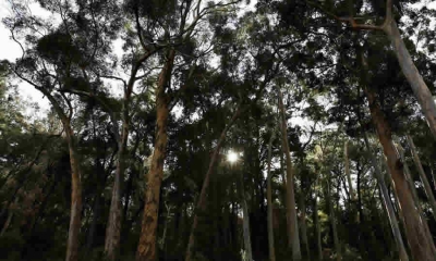MinAmbiente confirmó totalmente el acto mediante el cual negó a la empresa Energía Para el Futuro S.A.S., la sustracción definitiva de áreas de la Reserva Forestal del Pacífico, para el desarrollo de un proyecto en el Darién, Valle del Cauca