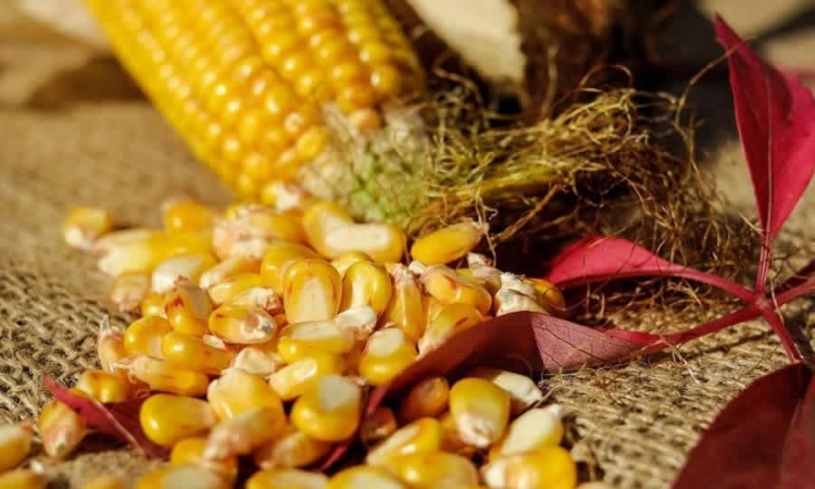 ICA establece fechas de registro de agricultores, venta de semilla y siembra de maíz en el departamento del valle del cauca, en el semestre B de 2020