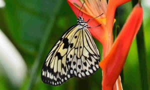 MinAmbiente manifestó que es falsa la información divulgada sobre supuestos convenios con entidades territoriales por la suma de veinte millones de pesos, en aplicación de la medida de la excepción a la Ley de Garantías