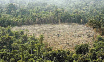 Concepto de la CGR sobre el alcance de la responsabilidad fiscal por los daños ambientales derivados de la deforestación