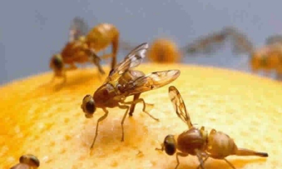 ICA estableció medidas fitosanitarias para el control de las moscas de la fruta en el territorio nacional