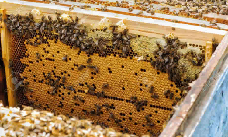 ICA estableció los requisitos para el registro ante la Entidad de los apicultores, y predios destinados a las actividades productivas con la especie abejas nativas sin aguijón-ANSA