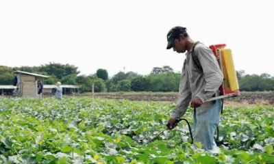 Proyecto normativo del ICA establece requisitos y procedimientos para el registro o ampliación de uso de Plaguicidas Químicos de uso Agrícola y Bioinsumos a través del mecanismo de historial de uso