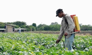 Proyecto normativo del ICA establece requisitos y procedimientos para el registro o ampliación de uso de Plaguicidas Químicos de uso Agrícola y Bioinsumos a través del mecanismo de historial de uso