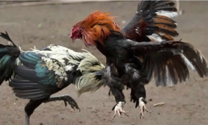 Proyecto que prohíbe la práctica de peleas de gallos es jurídicamente viable