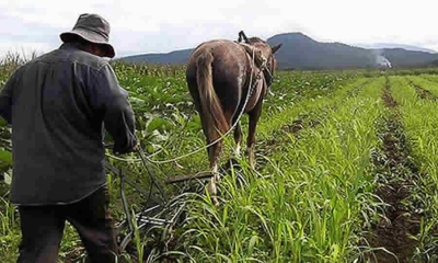Proyecto de norma de MinAgricultura busca establecer la celebración del “Día de la Población Campesina”