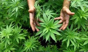 Proyecto de norma de MinSalud establece disposiciones para la importación de cannabis o plantas de cannabis desde el resto del mundo a zona franca
