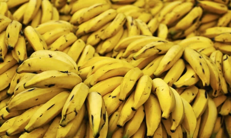 UPRA: 12,9 % de la frontera agrícola nacional es apta para la producción de banano de exportación