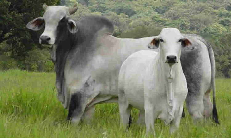 Proyecto de norma de MinAgricultura busca adoptar los Lineamientos de Política para la Ganadería Bovina Sostenible, 2021 - 2050