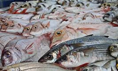 AUNAP adoptó los criterios para definir los recursos pesqueros