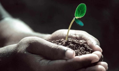 Texto del decreto que modifica disposiciones de Programa de Apoyo para el Pago de la Prima de Servicios para el sector agropecuario