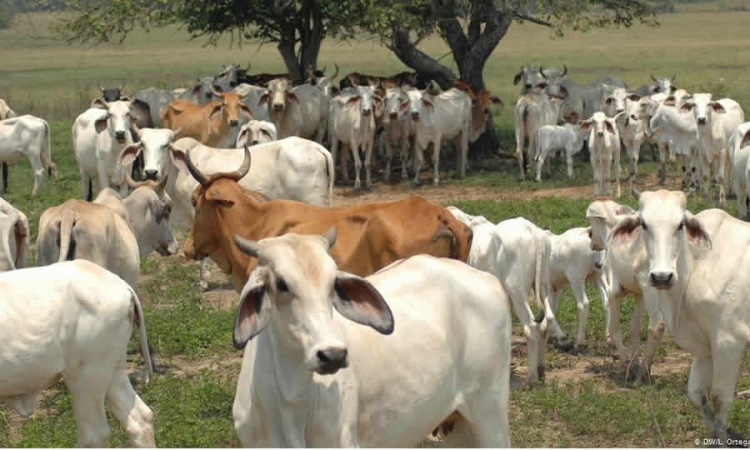 Consejo de Estado no avoca conocimiento de legalidad de acto del ICA que prorroga la transitoriedad de resolución que establece los requisitos para el registro de fabricantes e importadores de alimentos para animales, en desarrollo del Covid-19