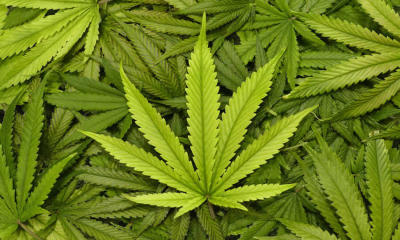 Hasta el 24 de marzo de 2025 el ICA recibirá comentarios al proyecto regulatorio que establece los requisitos fitosanitarios para la importación de flor seca de Cannabis procedente de Canadá