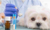 A comentarios proyecto de norma de MinAmbiente que crea programa nacional para esterilización quirúrgica de gatos y perros con enfoque en bienestar animal