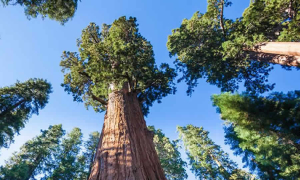 Ministerio de Ambiente abre consulta pública hasta el 6 de diciembre para adoptar metas ambientales y eficiencia energética