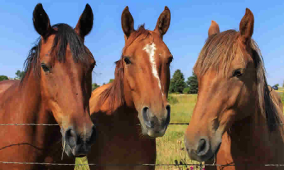 SDA propone ajustes a proyecto sobre convivencia y cuidado de animales en propiedad horizontal