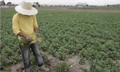 MinAgricultura propone crear mesa técnica para fortalecer territorios campesinos agroalimentarios