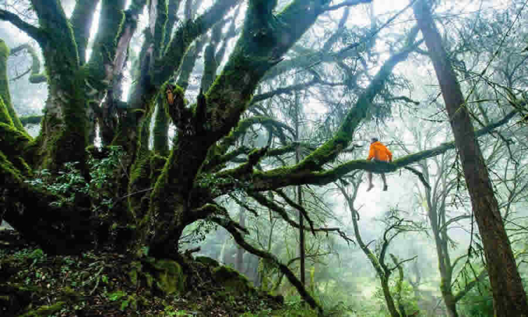 Publicado proyecto de norma que formaliza el registro de la Reserva Forestal Protectora Nacional Quebrada La Valenzuela, en el RUNAP: MinAmbiente recibirá comentarios hasta el 25 de septiembre