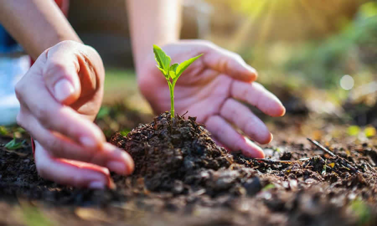 Texto del decreto que adopta medidas en materia de agricultura en lo referente a compras públicas de productos agropecuarios de pequeños y medianos productores, en el marco del Estado de Emergencia, Social y Ecológica en La Guajira