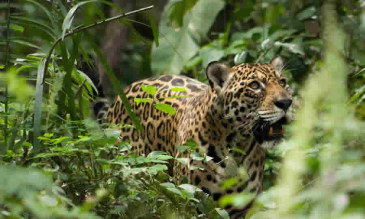 SDA respalda proyecto de ley que busca financiar el Sistema Nacional de Protección y Bienestar Animal mediante nuevo fondo especial