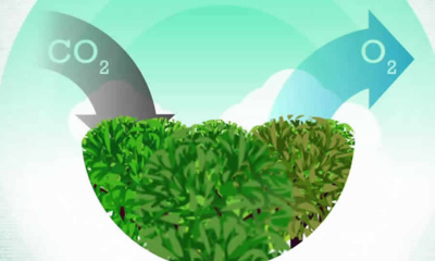 Publicado decreto que reglamenta plazos para las metas de cambio climático de Colombia ante la ONU