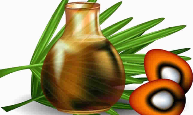 ICA explica cómo acreditar la posesión de predios productores de palma de aceite para obtener registros sanitarios o fitosanitarios