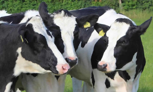 MinSalud estableció criterios que debe considerar el INVIMA en relación con la prohibición de los lactosueros de la leche en todas las etapas de la cadena productiva