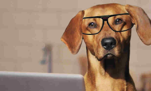 La SDA analizó el proyecto de ley que establece el curso obligatorio para tenencia responsable de animales domésticos de compañía