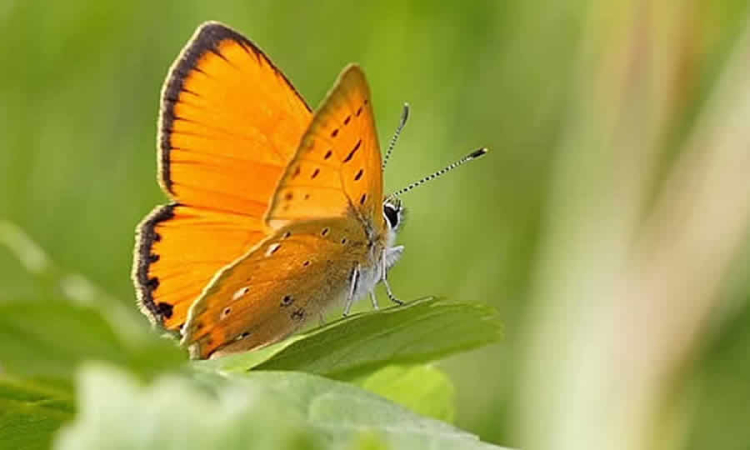 Nuevo sistema ambiental integrará RUA, RETC y reporte de GEI para fortalecer control de recursos y contaminantes  •