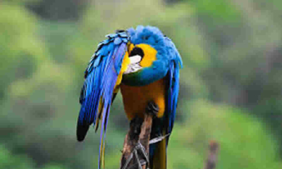 MinAmbiente explica el marco normativo aplicable al maltrato animal es inoperante: multas y fondos específicos