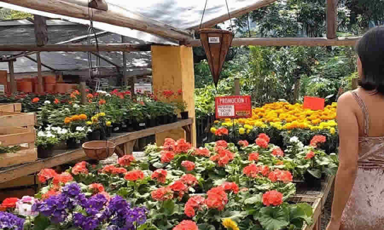 MinAmbiente indicó las normas aplicables al registro de los viveros y huertos productores y comercializadores de material vegetal de propagación o plantas vivas